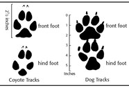 What Does A Coyote Footprint Look Like At Maria Baum Blog What Does A Coyote Footprint Look Like At Maria Baum Blog