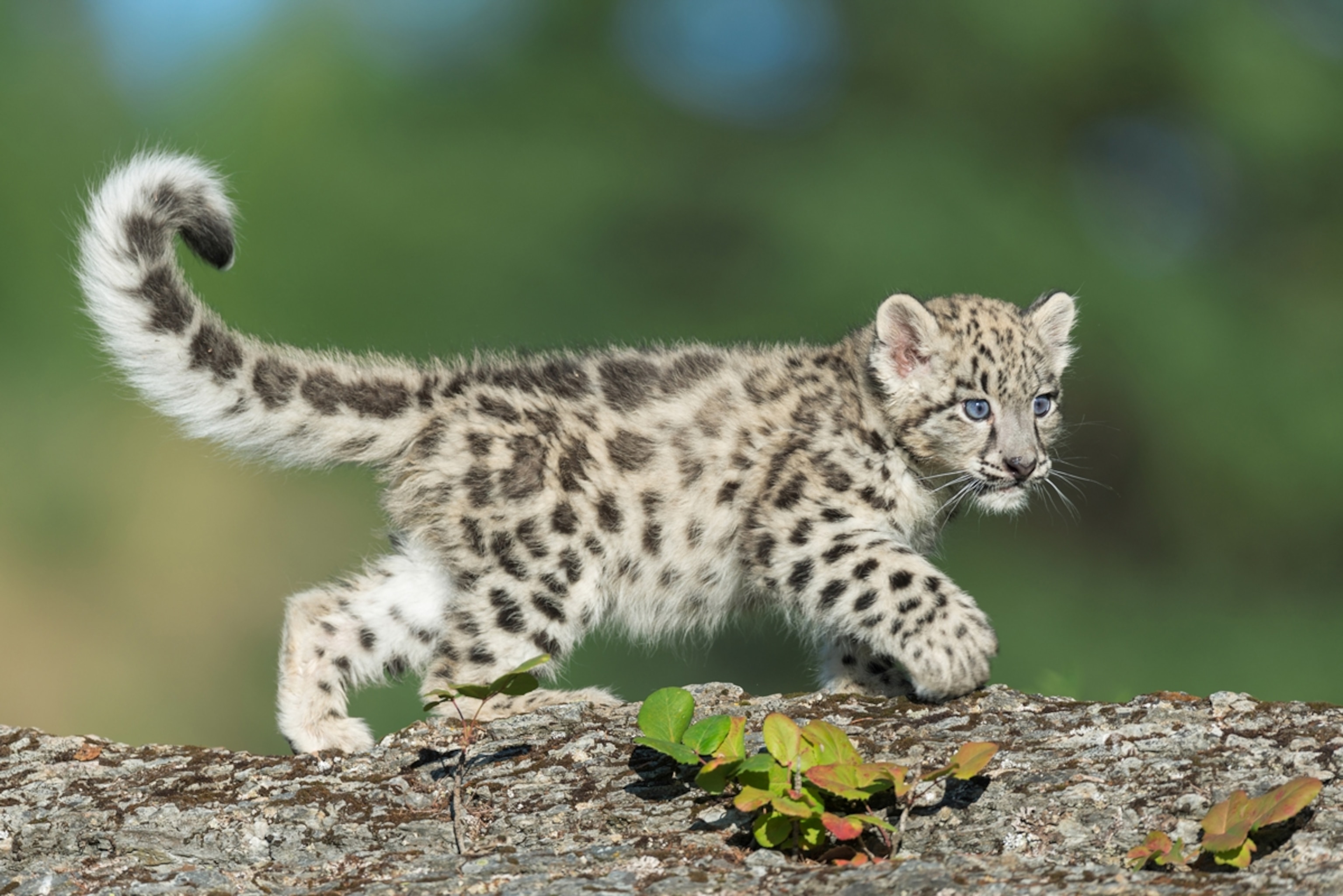 Snow Leopard Baby