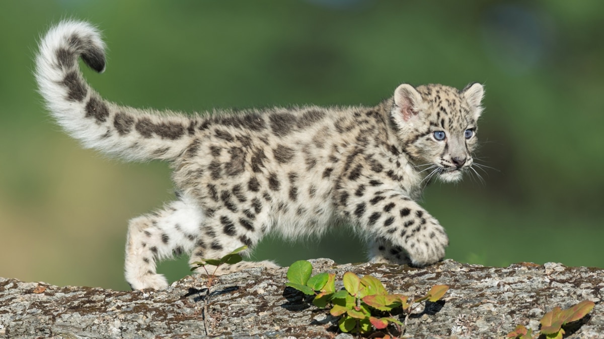 Baby Leopard - Animal Facts Encyclopedia