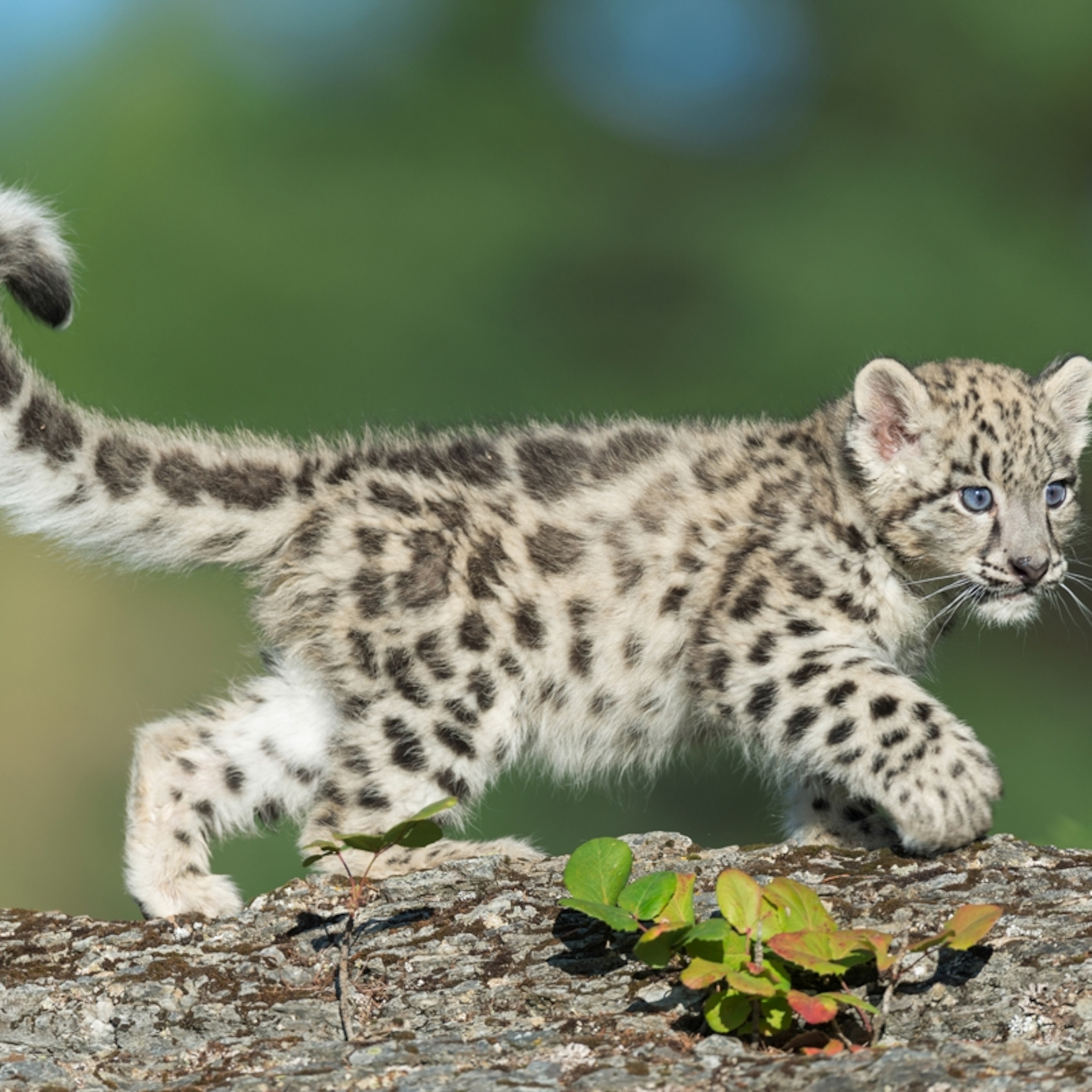 Snow Leopard facts and photos