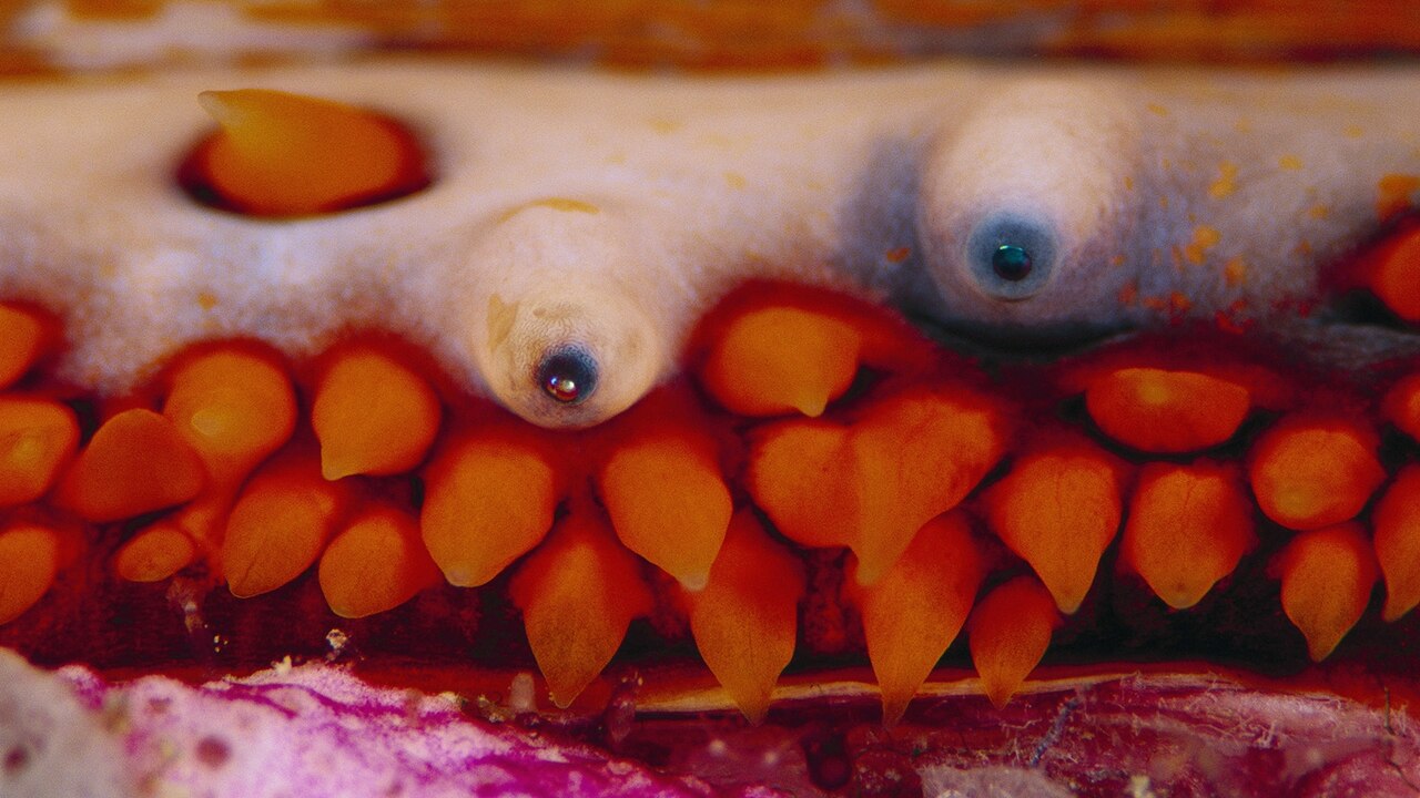 https://i.natgeofe.com/k/cfdb6b0c-c41a-4c85-8365-a8a35e2c57b0/ww-animal-eyes-oyster.jpg?w=1280&h=720