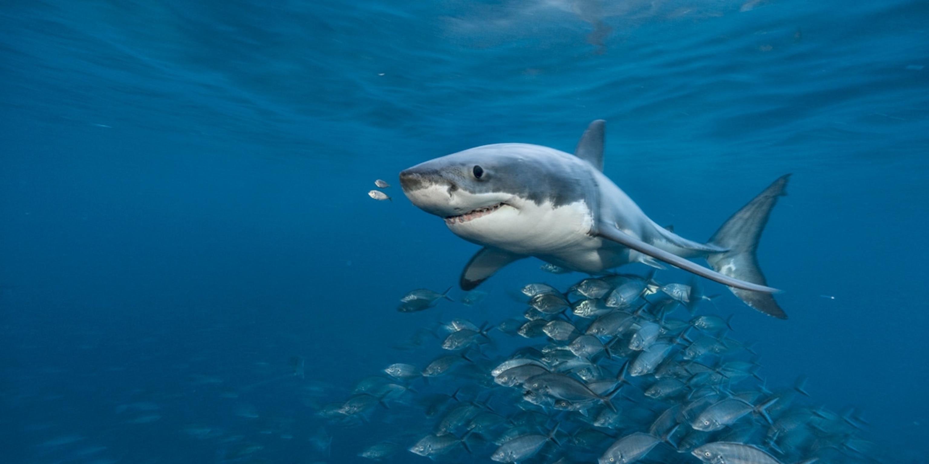 great white shark eating fish