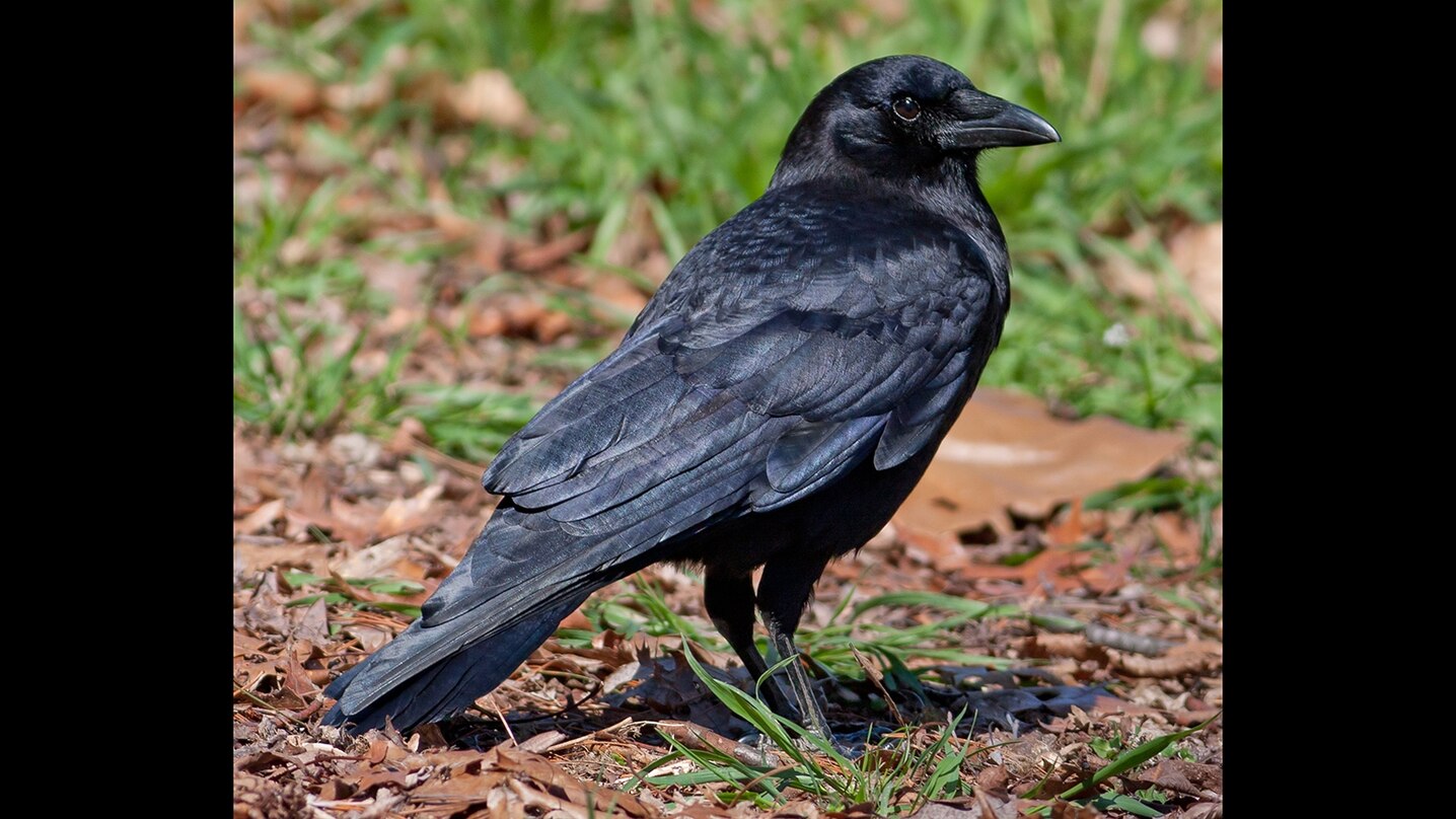 American crows frequently live in suburban neighborhoods.