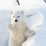 Top 101 Arctic And Antarctic Animals For Kids Electric kingdom
