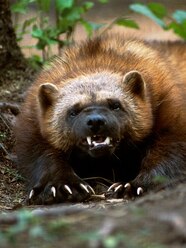Yellow Wolverine Animal
