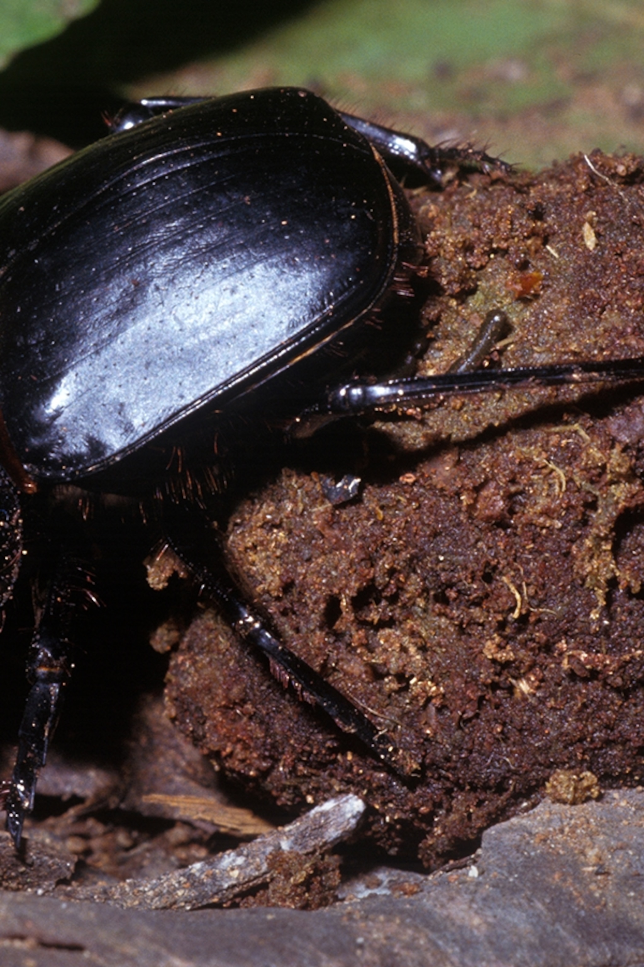 Dung Beetle | National Geographic Kids