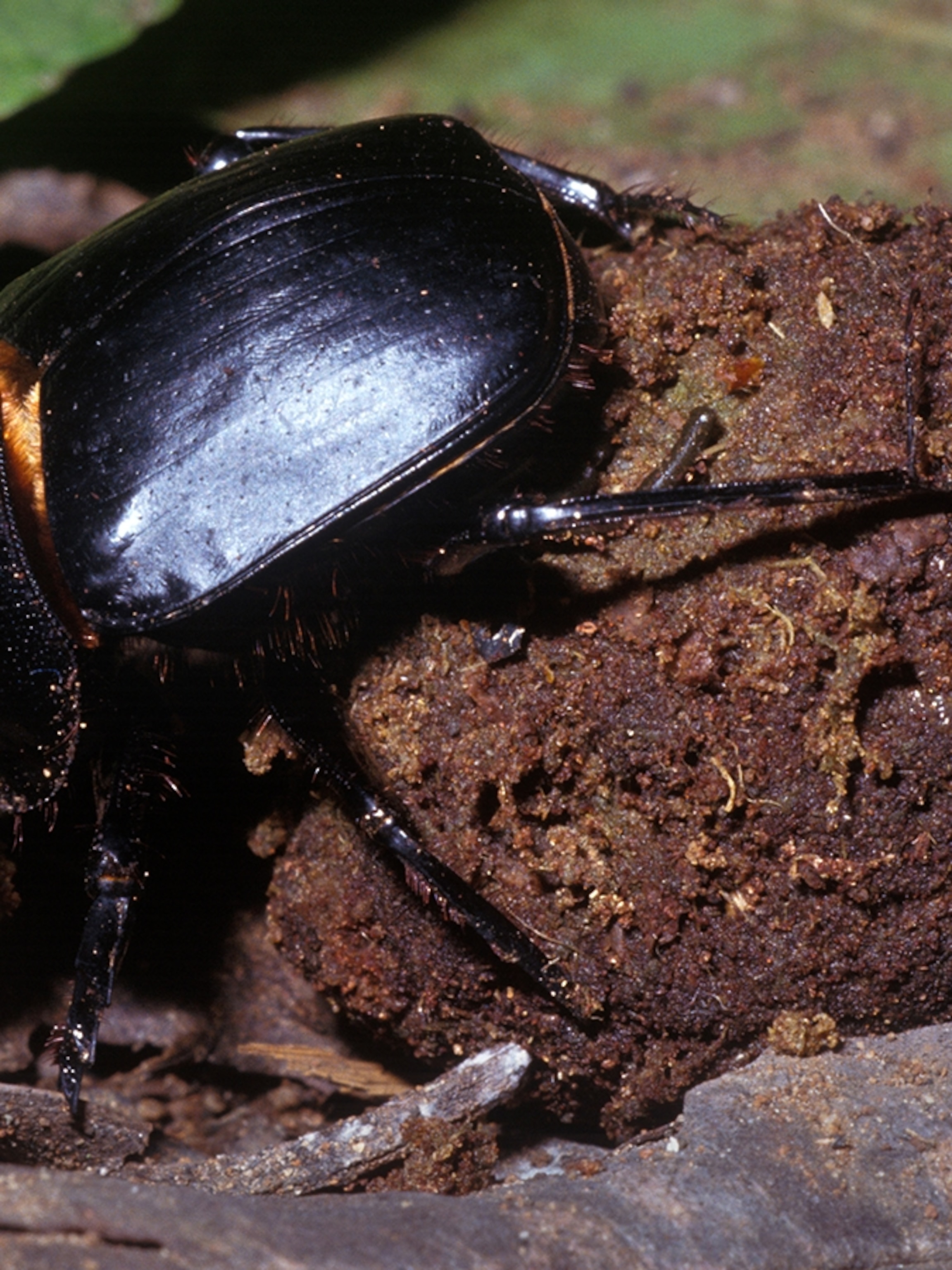 tomatenerde düngen Bio-Tomaten- & Gemüseerde main image 0