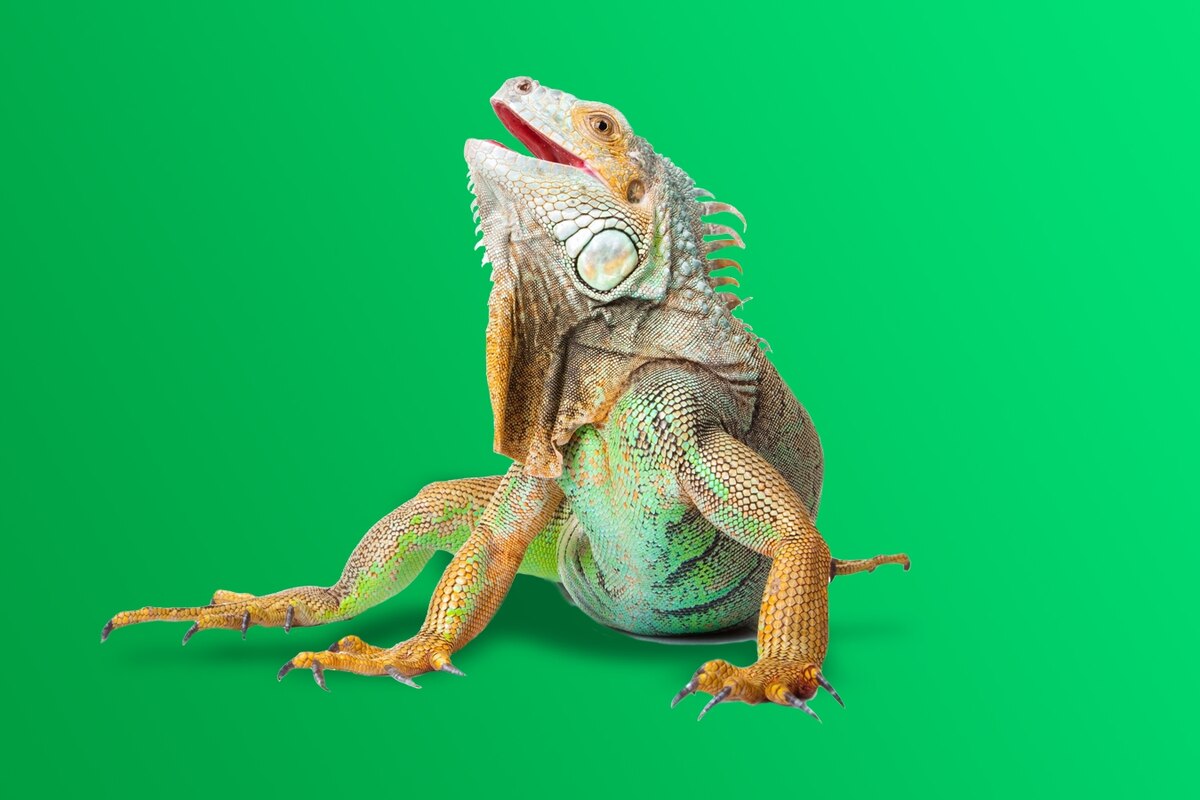 Cool Reptiles and Amphibians