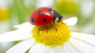 Ladybug Definition And Meaning With Pictures Picture Dictionary Books