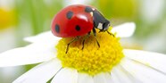 Ladybirds What Do They Eat Ladybirds What Do They Eat