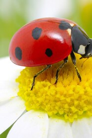 Lady Bird Coloring Pages 2025 