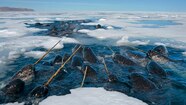 Narwhal Habitat Narwhal Habitat