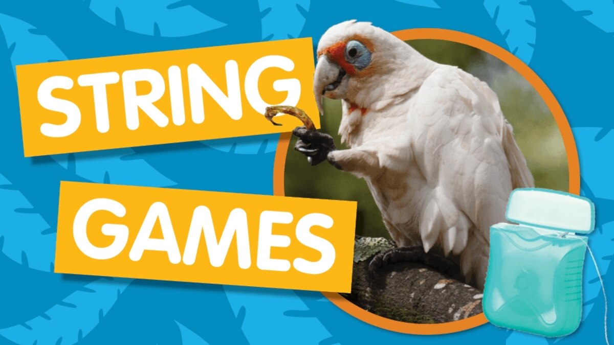 Amazing Animals String Games