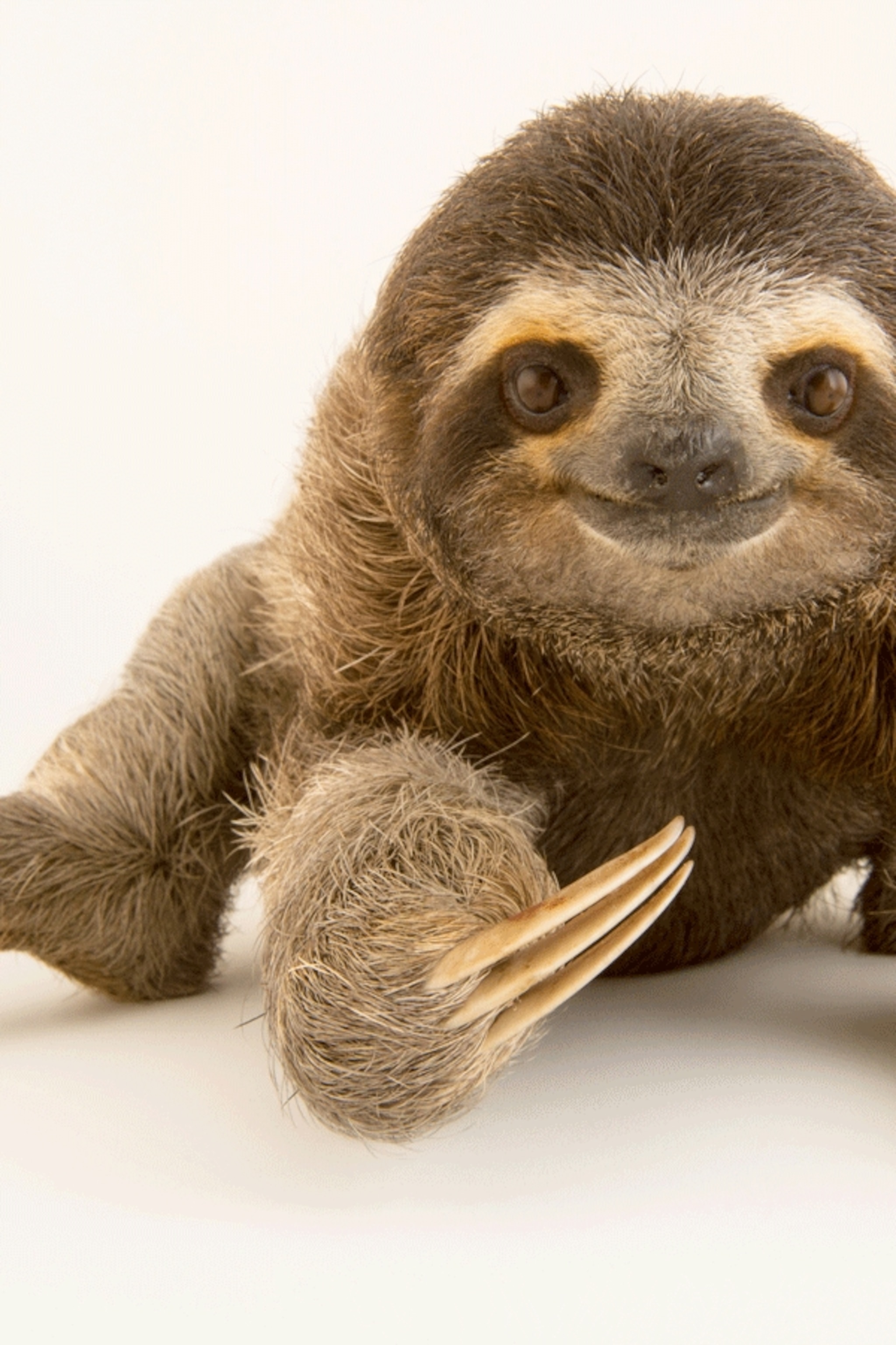 real pet sloth