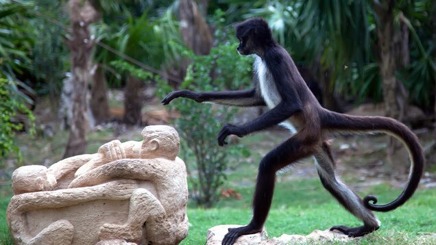 Spider Monkey Animal Profile National Geographic Kids