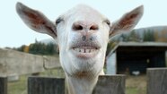 Silly Animal Face Silly Animal Face