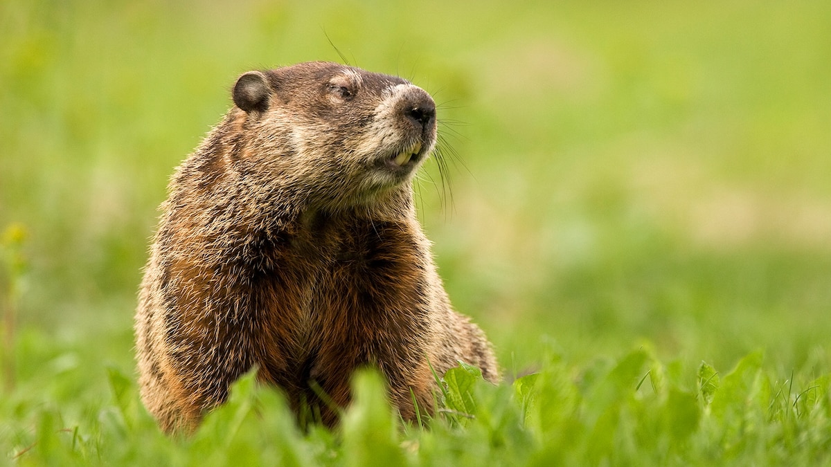 A large Groundhog or Woodchuck sitting in a humane / Have-A-Heart