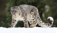 Leopard Snow Life Animal Stunning 4K Live Wallpaper Featuring Snow Leopard Snow Life Animal Stunning 4K Live Wallpaper Featuring Snow