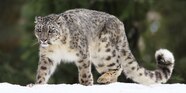 All About Snow Leopard Rajan The Male Snow Leopard At The NEW Zoo In