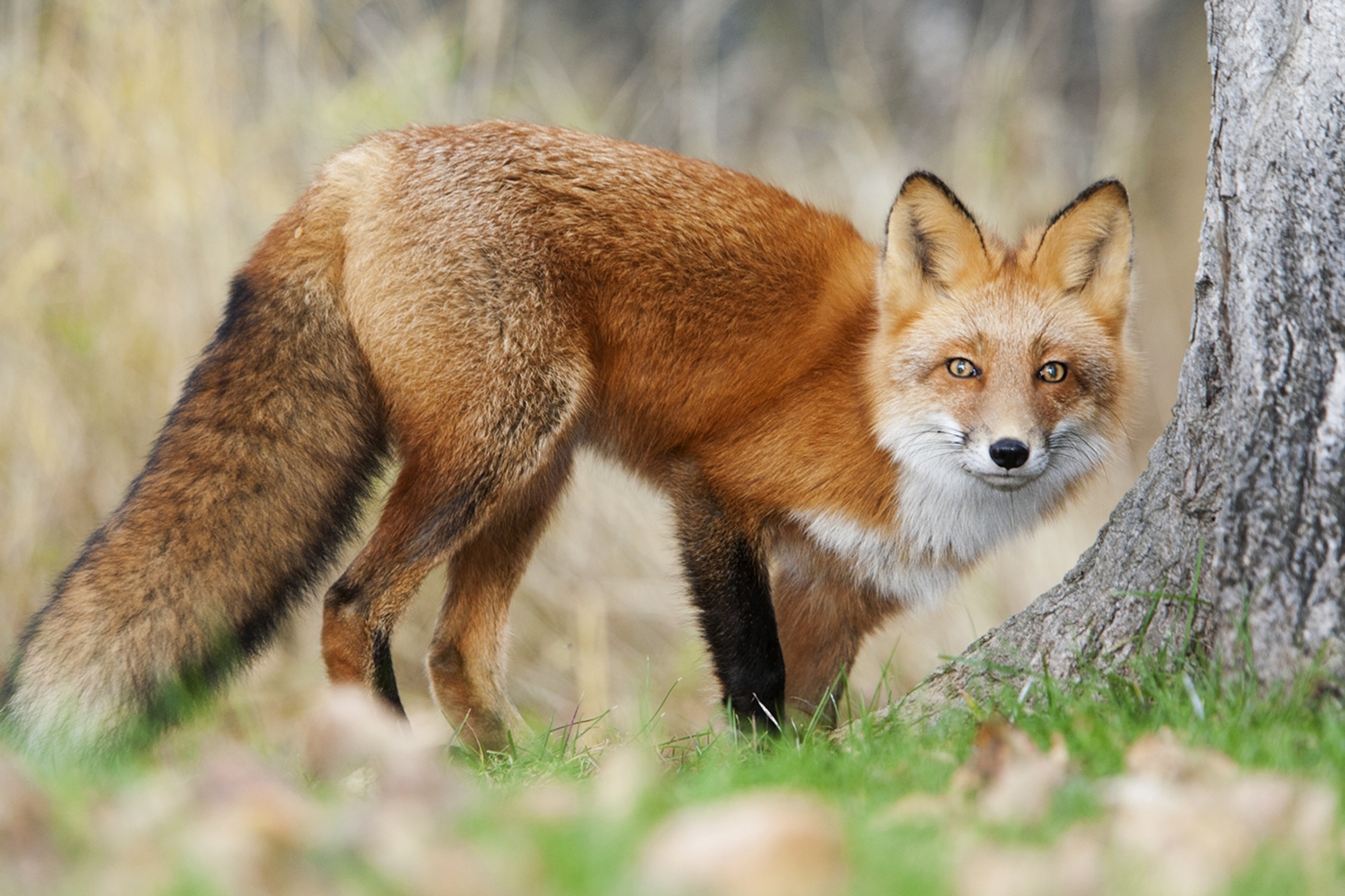 Wacky Weekend Real Life Pokemon