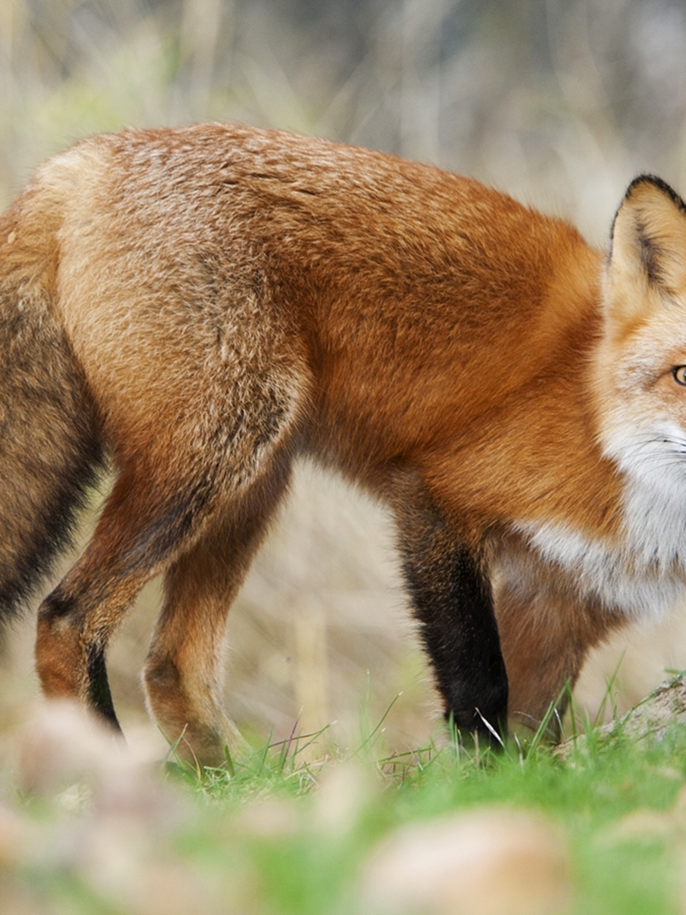 Wacky Weekend Real Life Pokemon