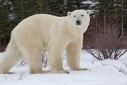 Polar Bear Pictures For Kids