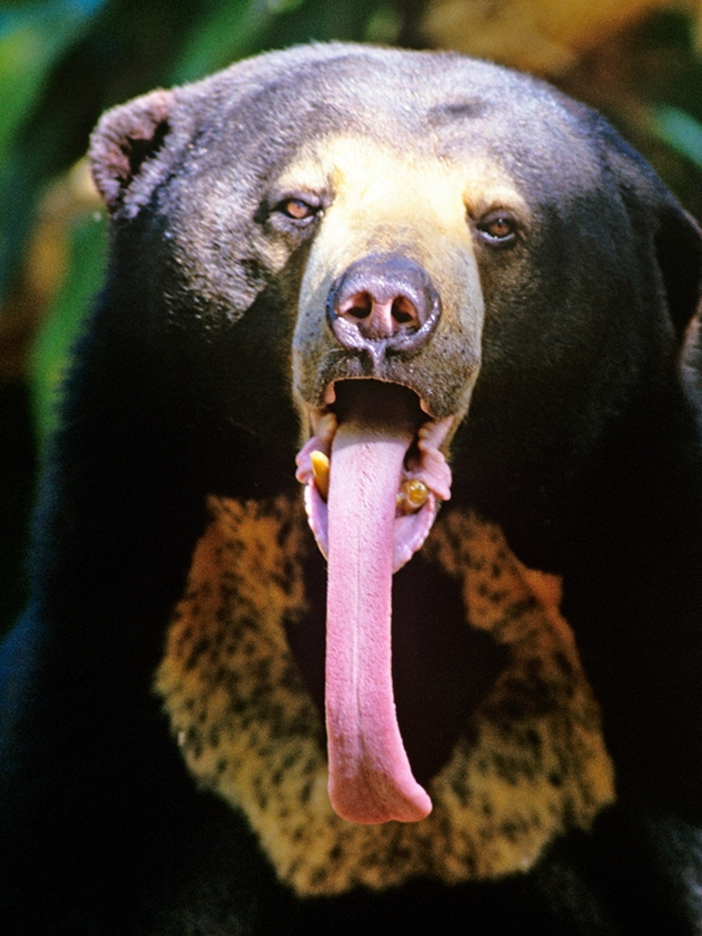 Asian Long Tongue Asian Long Tongue