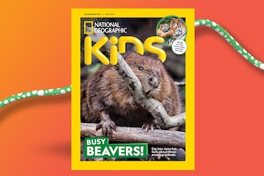 A Nat Geo Kids magazine cover with a beaver holding a large branch in its mouth and a small inset photo of a tiger cub licking its mom's nose