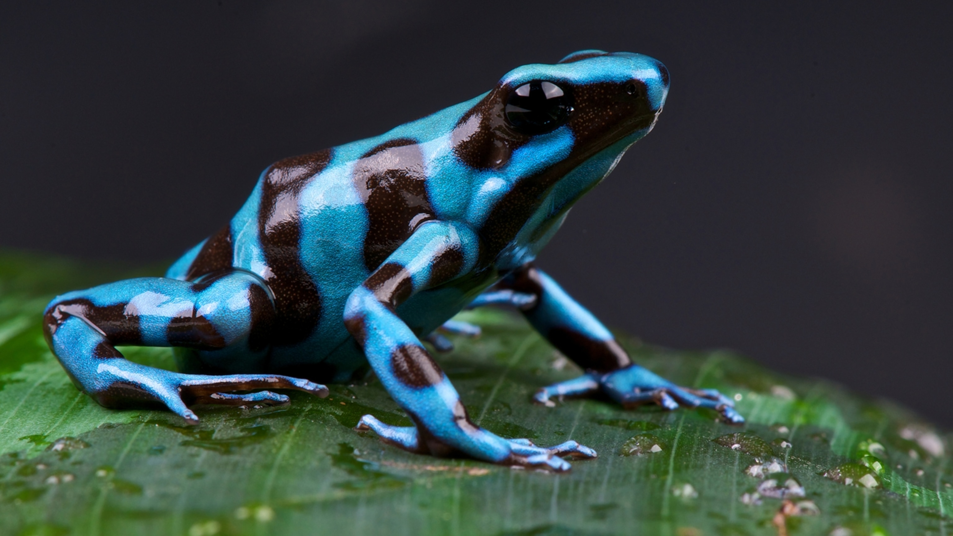 Red-backed Poison Dart Frog, Online Learning Center