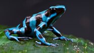 Poison Dart Frog Hacmethod