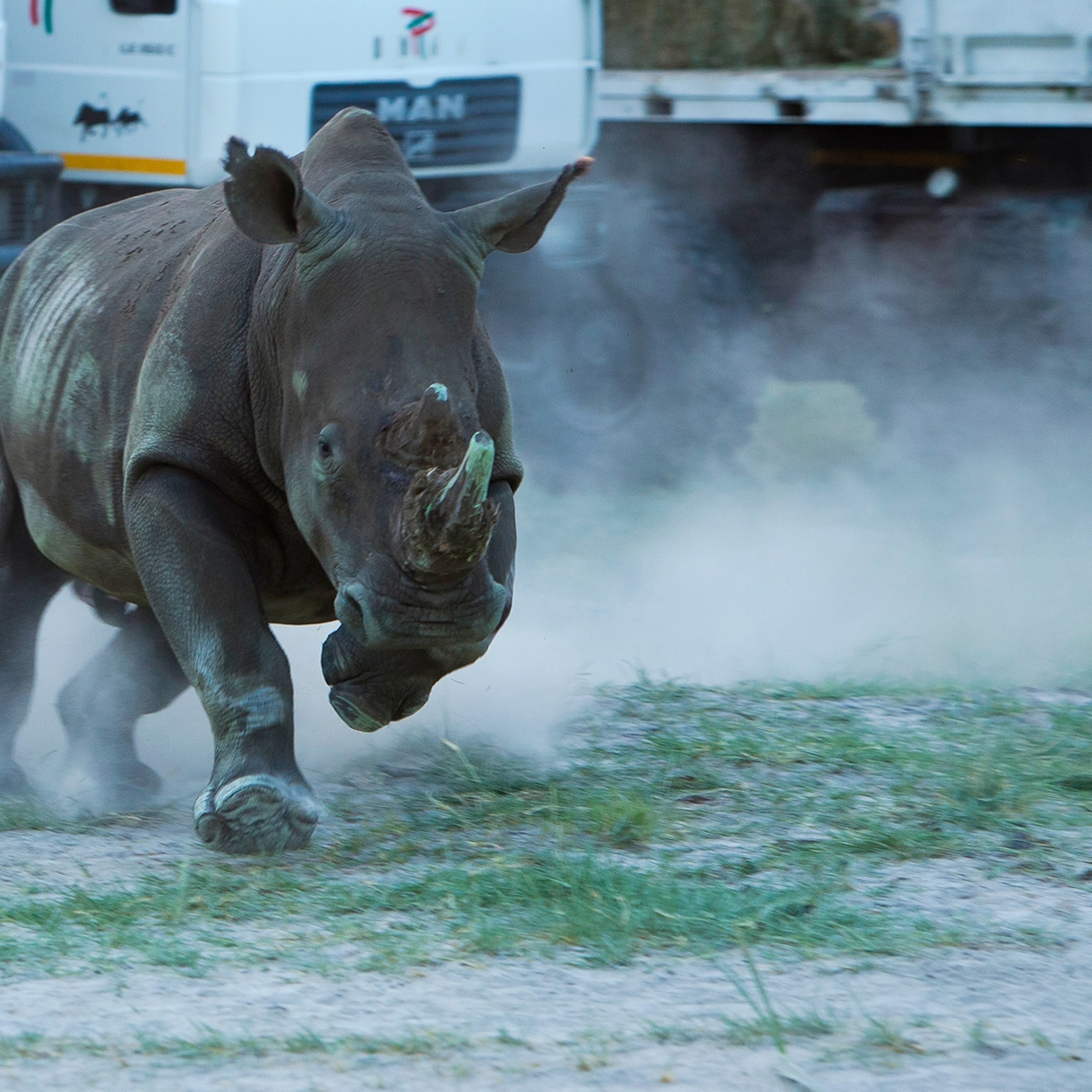Rhinos airlifted to new home | National Geographic Kids