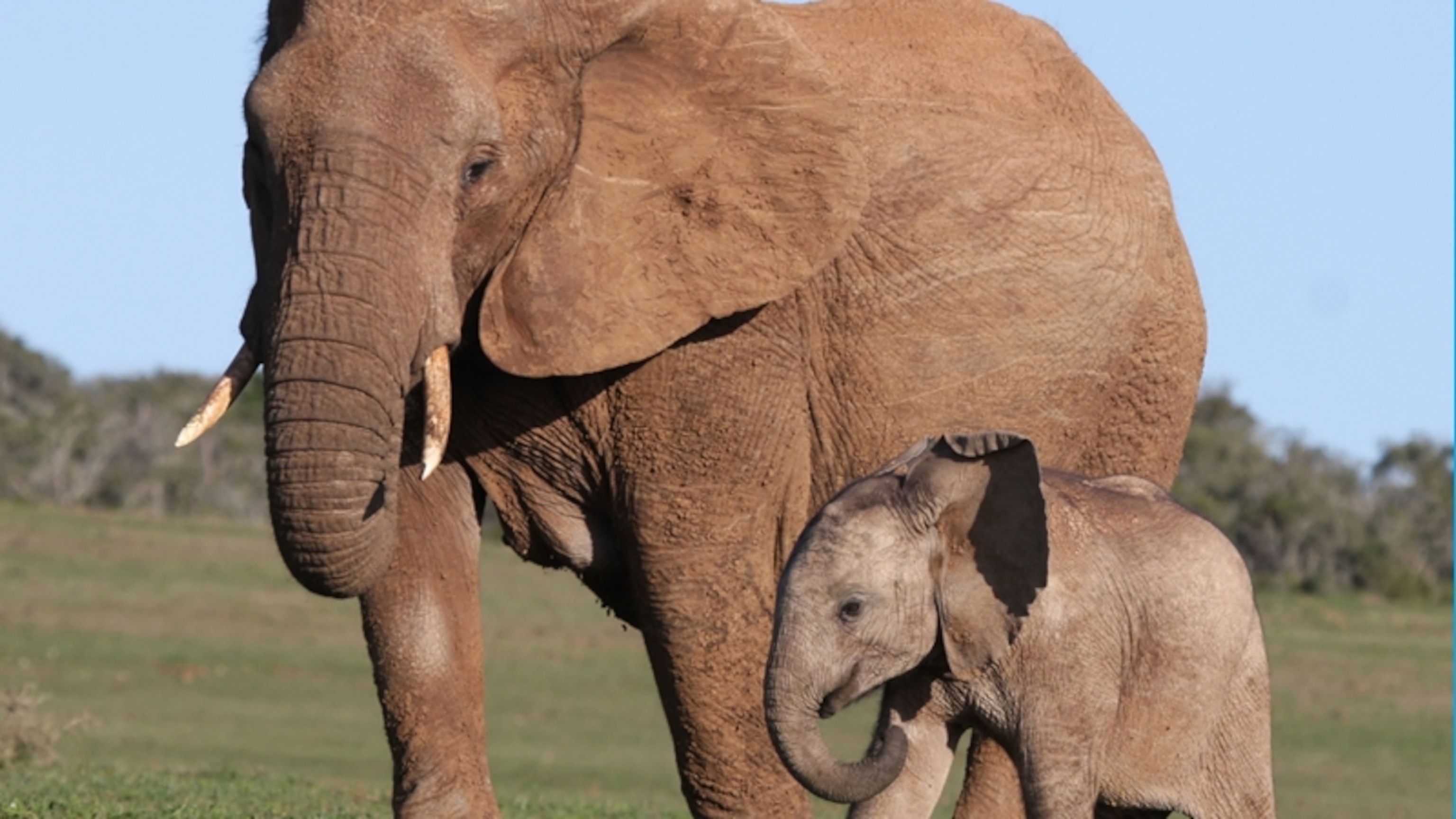 Baby African Bush Elephant   Moms5 16x9 