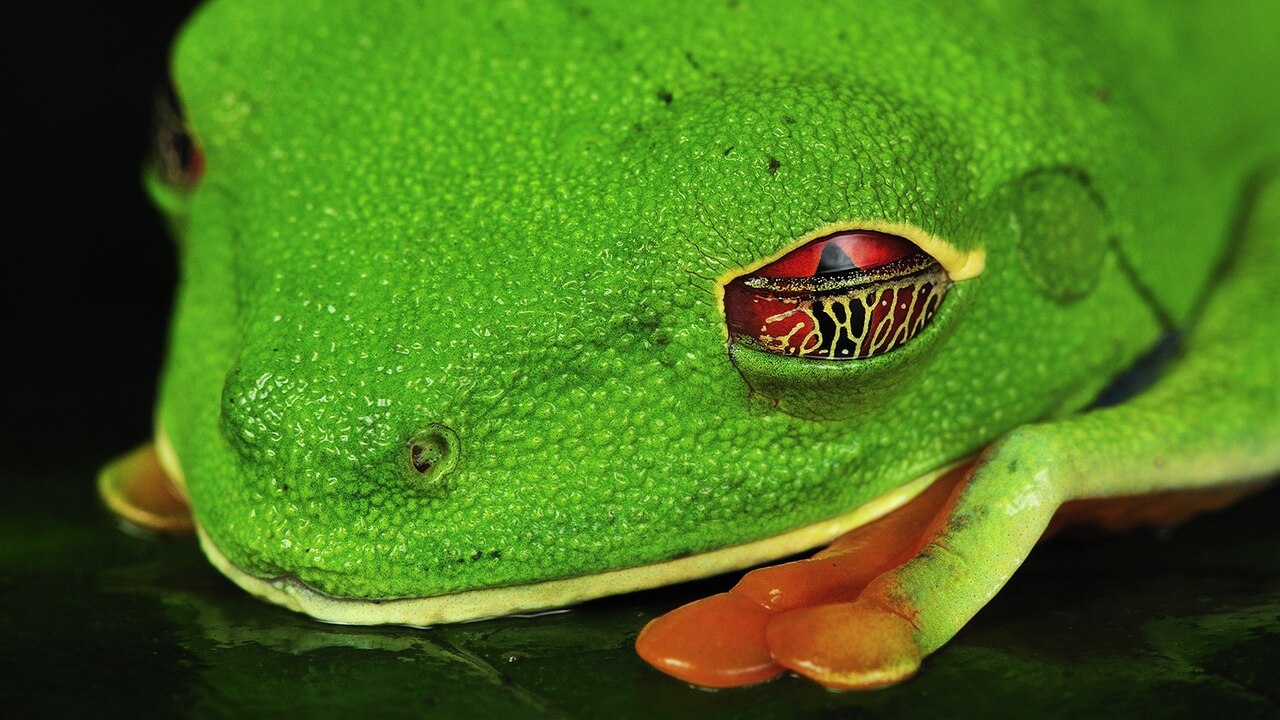 https://i.natgeofe.com/k/e8808a70-cd93-4364-a5fa-f4e921a0f834/ww-animal-eyes-tree-frog.jpg?w=1280&h=720