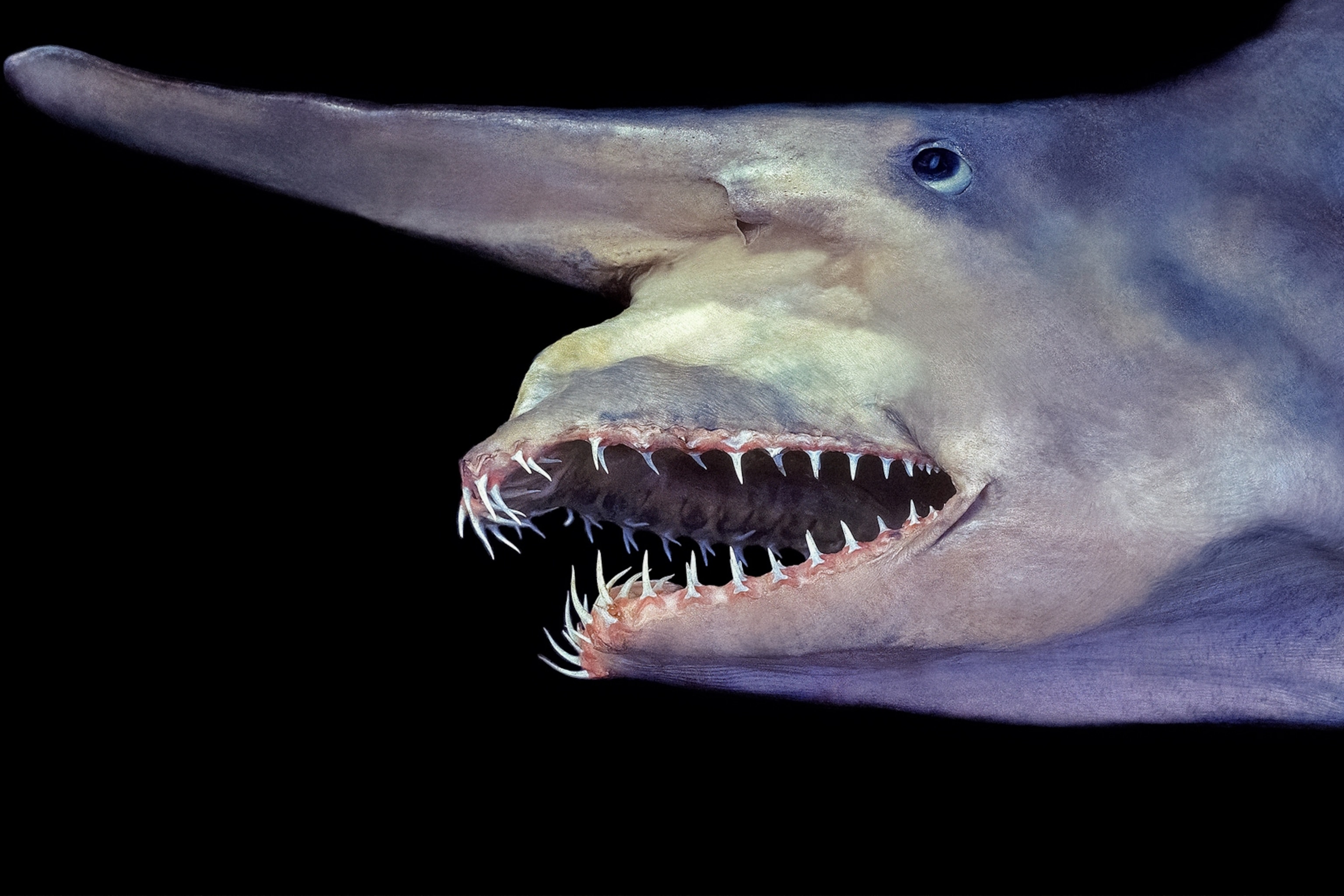 goblin shark jaw.jpg?utm source=chatgpt Reel Guides A profile shot of a goblin shark, one of the ugliest and scariest fish in the ocean