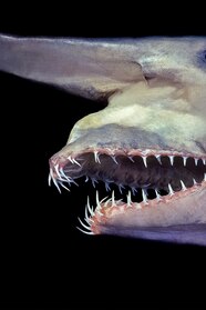Goblin Shark Pics The Goblin Shark What The Shark 