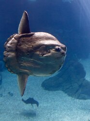About The Mola Fish