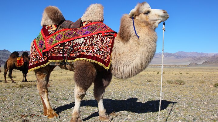Bactrian camels have two humps on their backs.