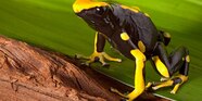 Golden Poison Dart Frog Eating Golden Poison Dart Frog Eating