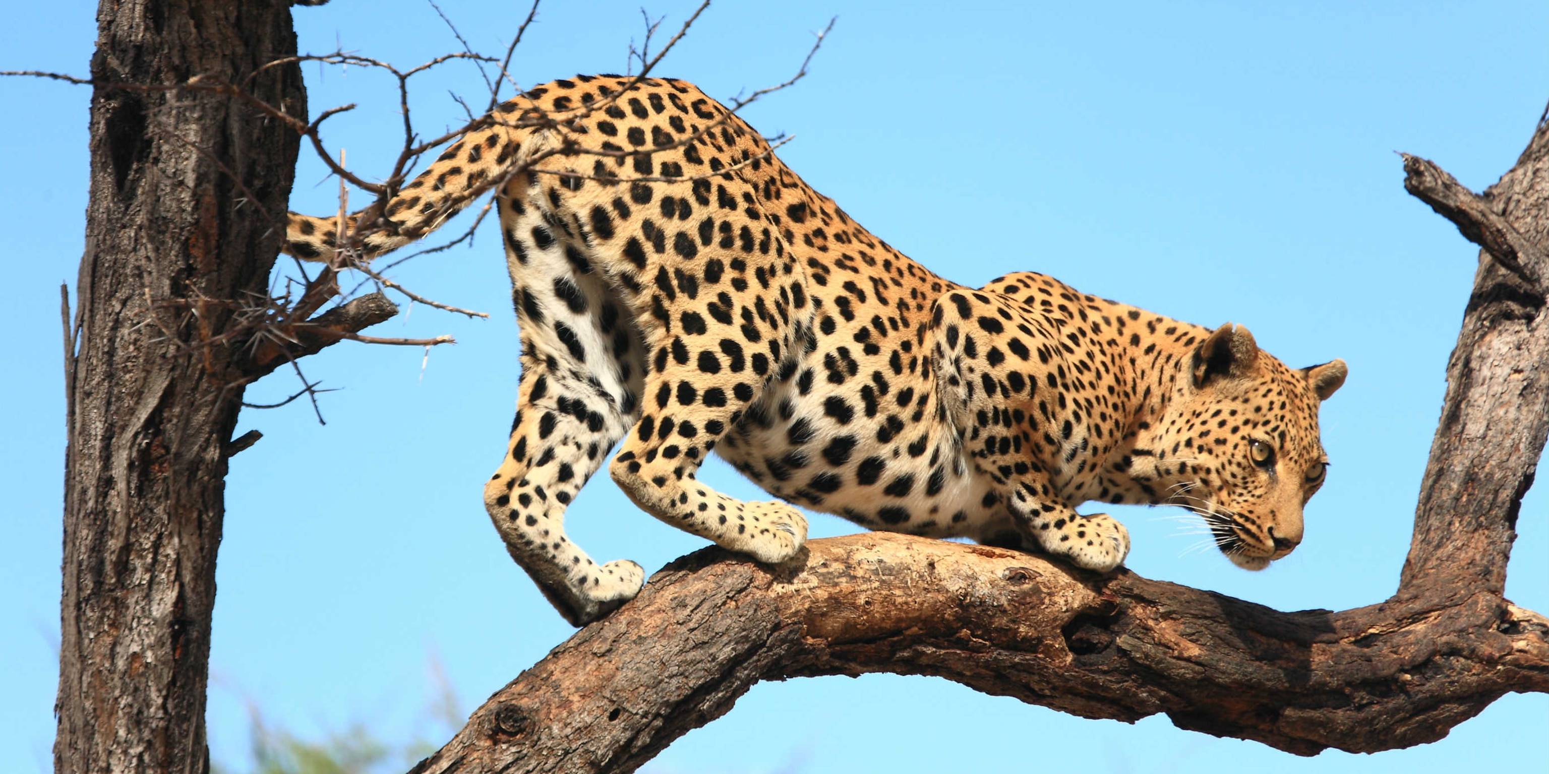 10 Fastest Wild Cats In The World