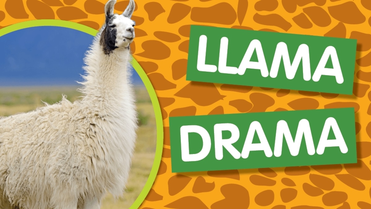 Amazing Animals Llama Drama