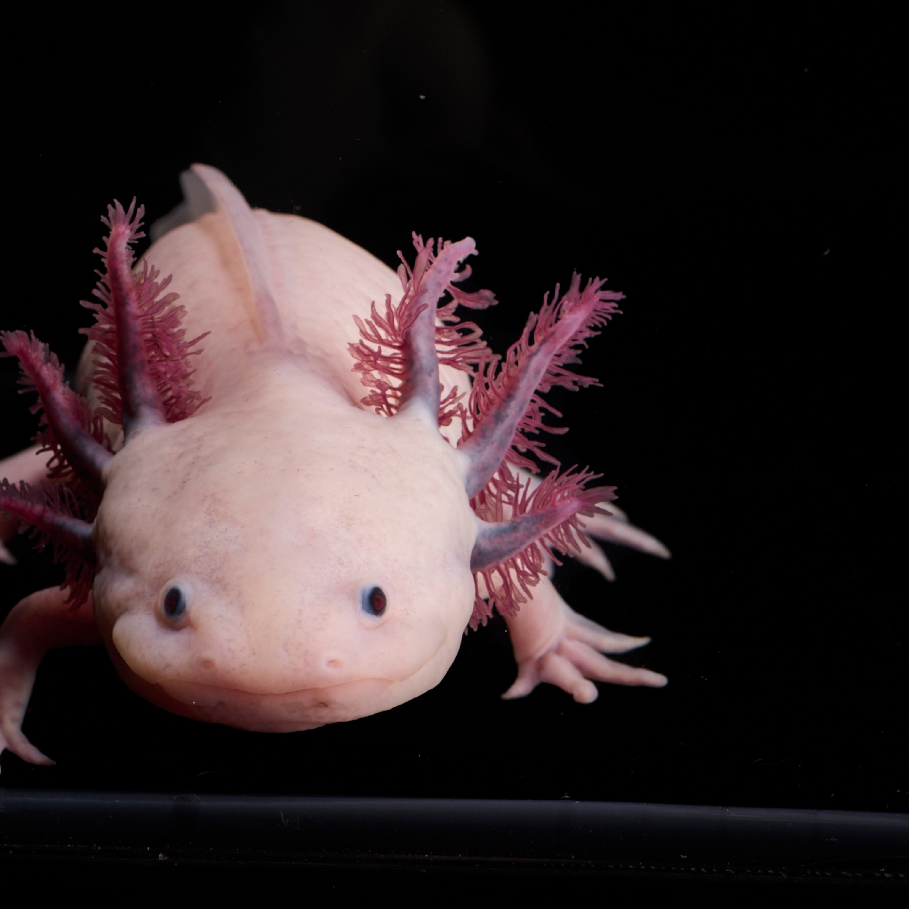 Exploring Earth's Strangest Animal Adaptations