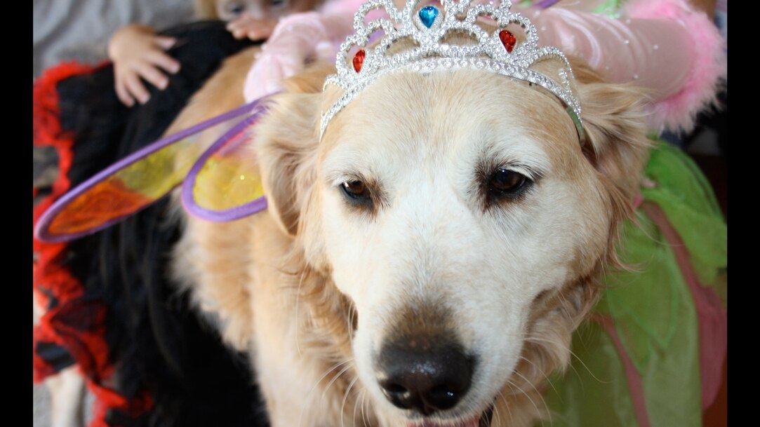 rose gold short quinceanera dresses Pet Krewe Dog Lion Mane Halloween Costume Lion Mane for Large and Smal