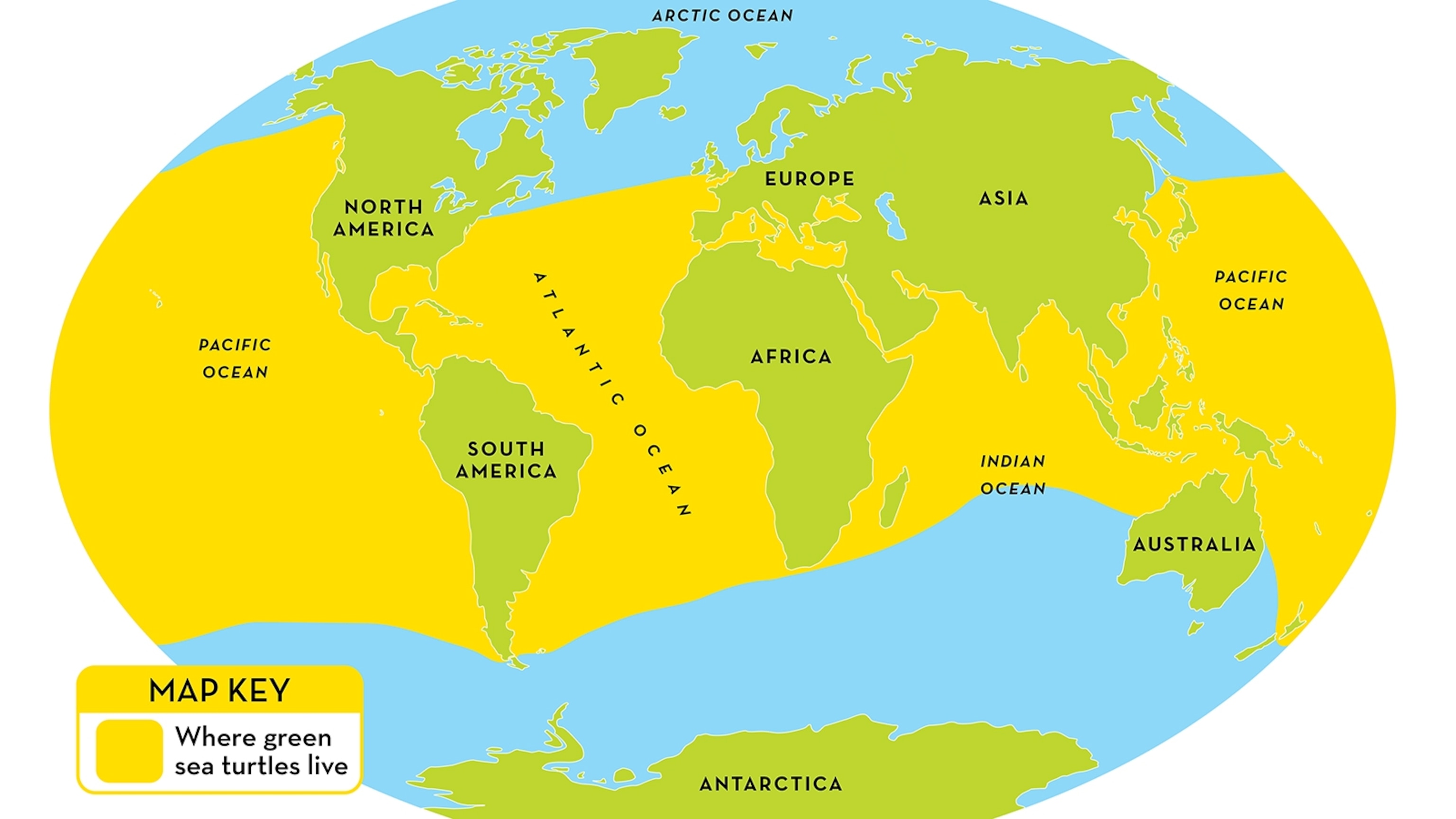 where are green sea turtles located