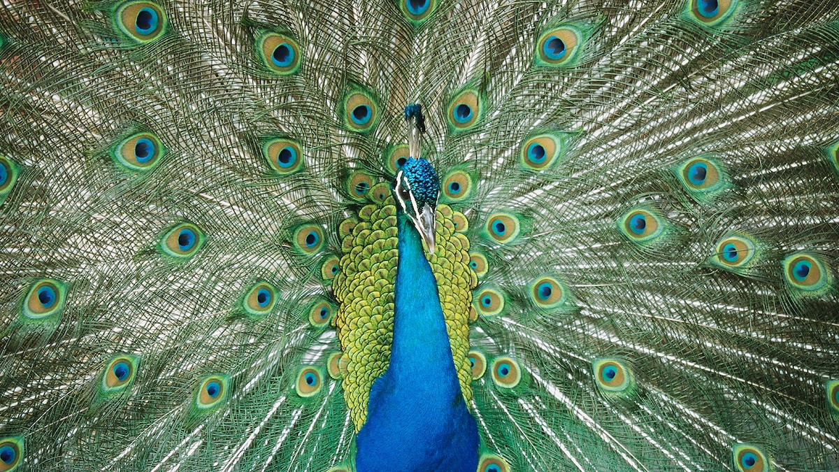 Indian Peafowl - Animal Profile, Facts, Pictures