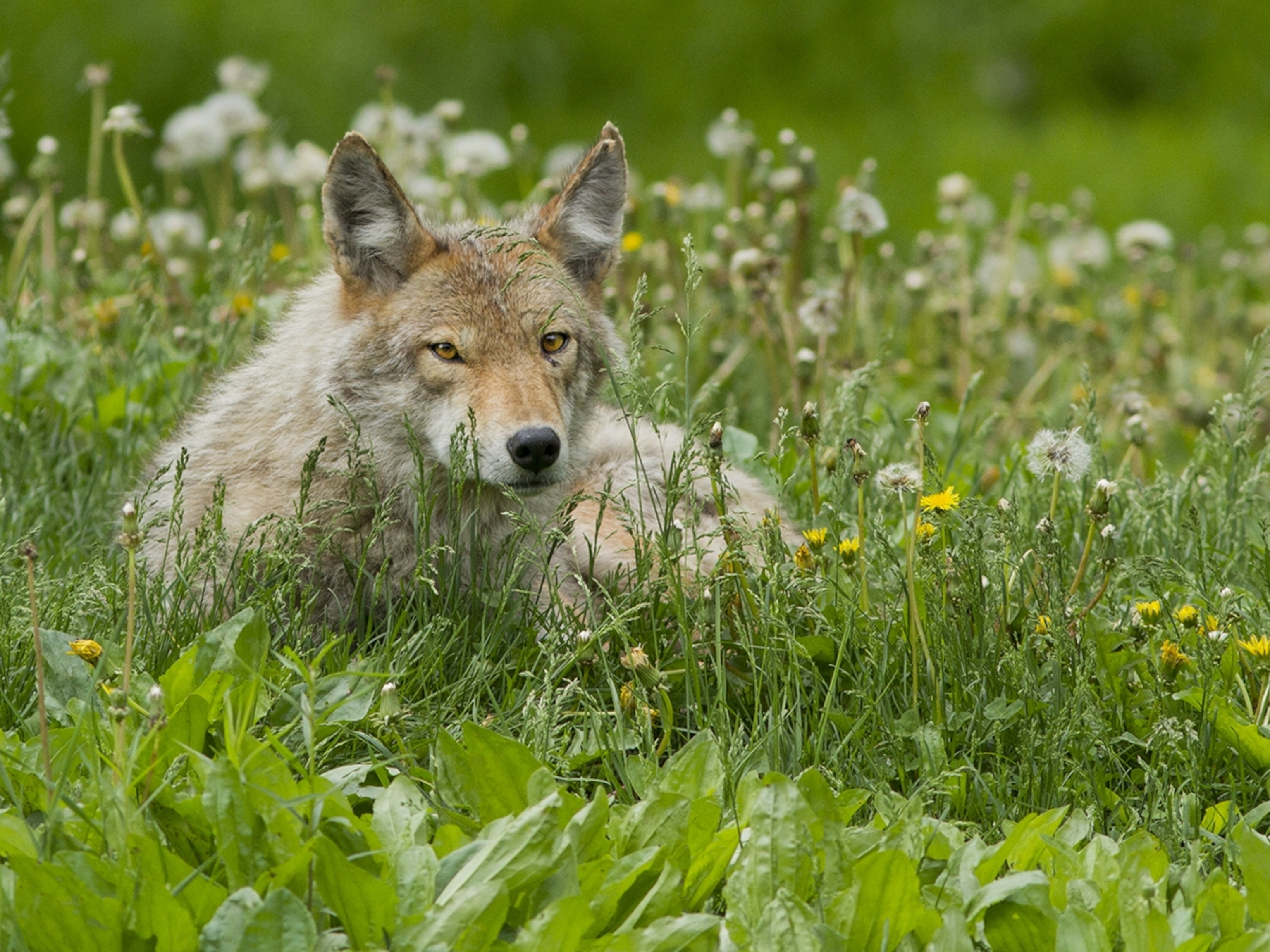 temperate-grassland-coyotes