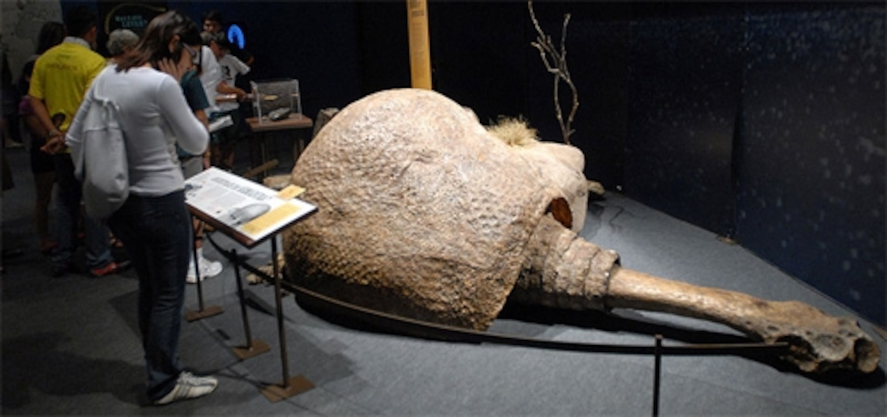 Glyptodont-exhibit.jpg