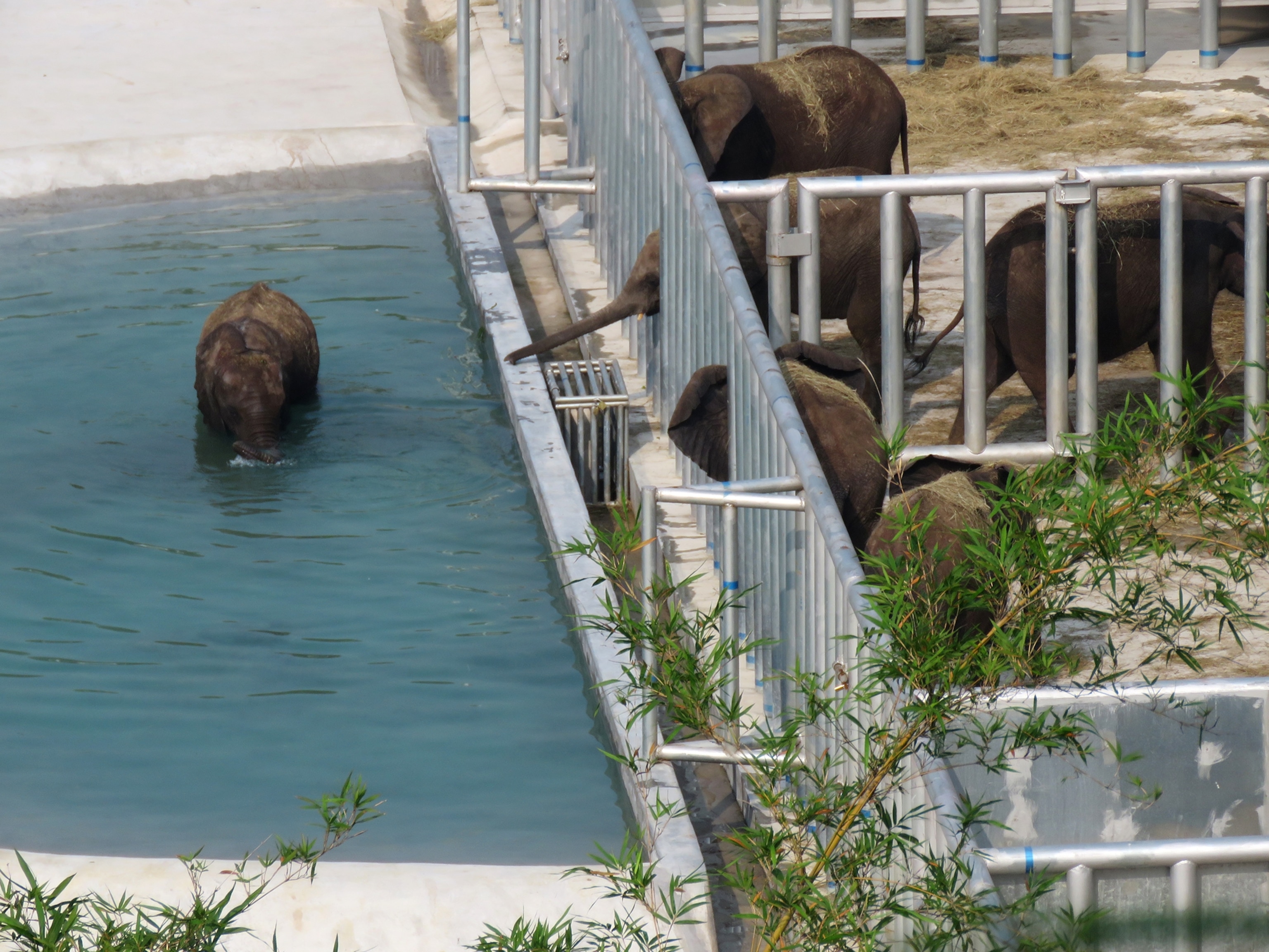six elephant calves in their enclosures at the Qingyuan ZhangLong quarantine facility