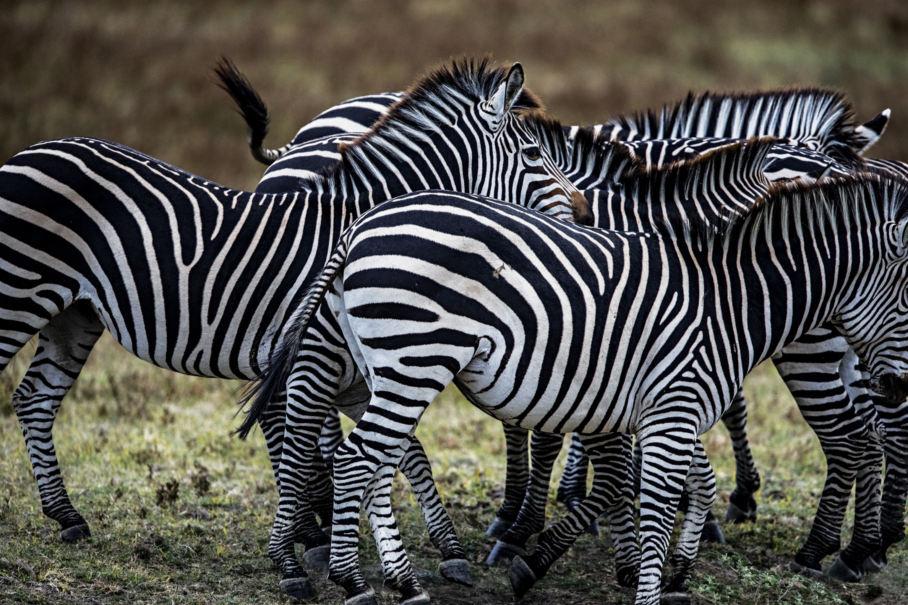 Crawshay's Zebra in Zambia