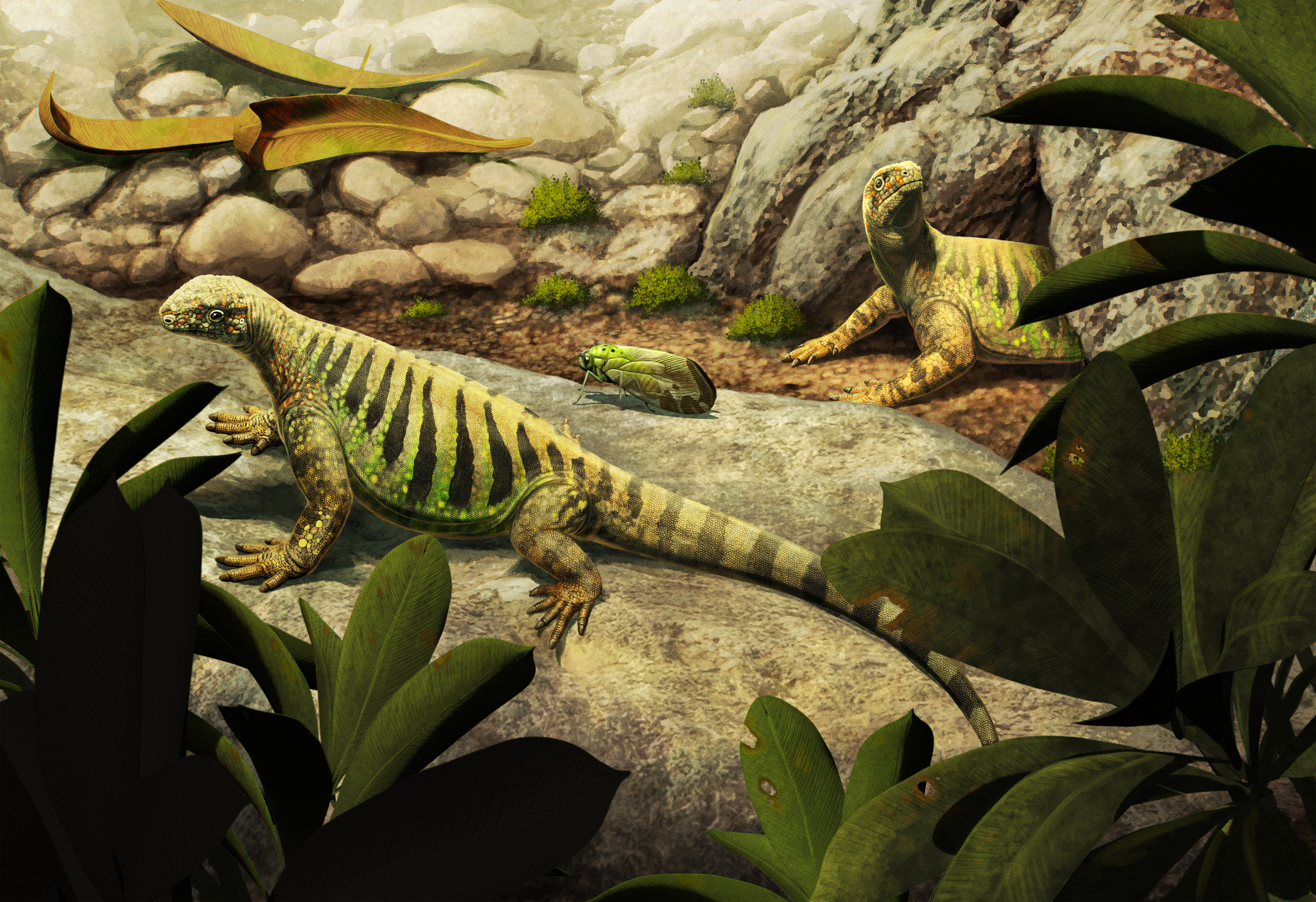 Illustration of Eunotosaurus africanus.