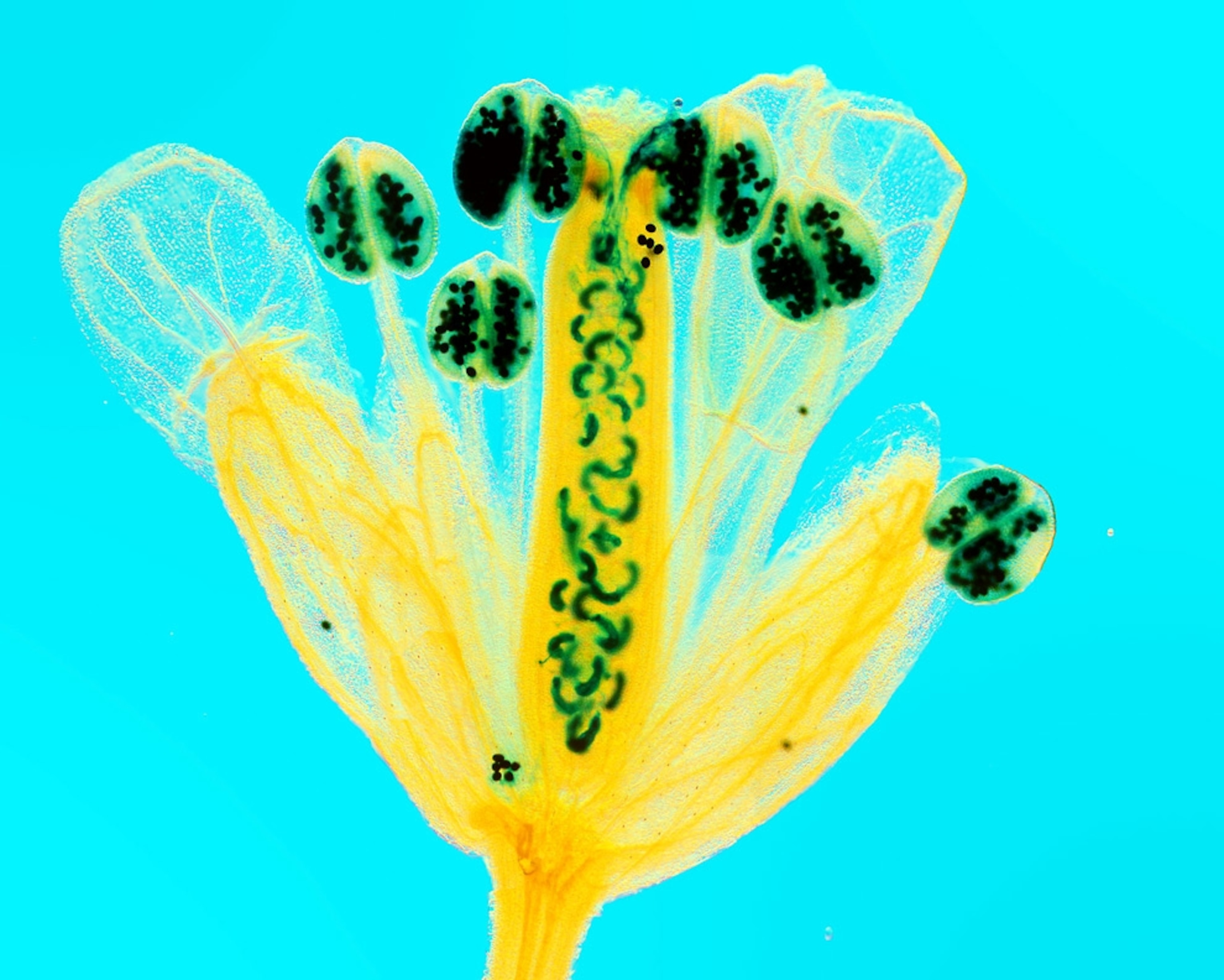 A picture of a yellow flower with blue-dyed pollen and ovaries -- among the best science pictures of 2009
